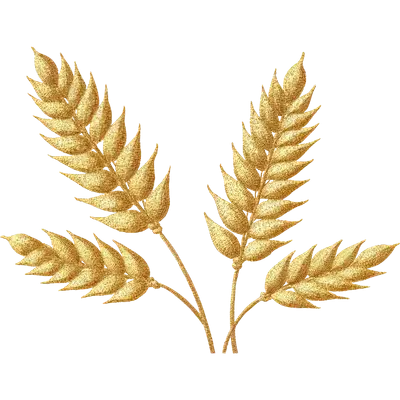 Wheat