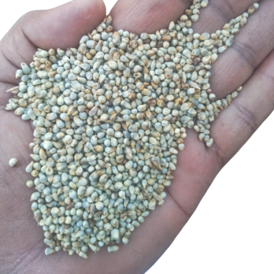 Pearl Millet (Bajra) – Rajasthan Premium Food Grade | Clean & Natural Grain
